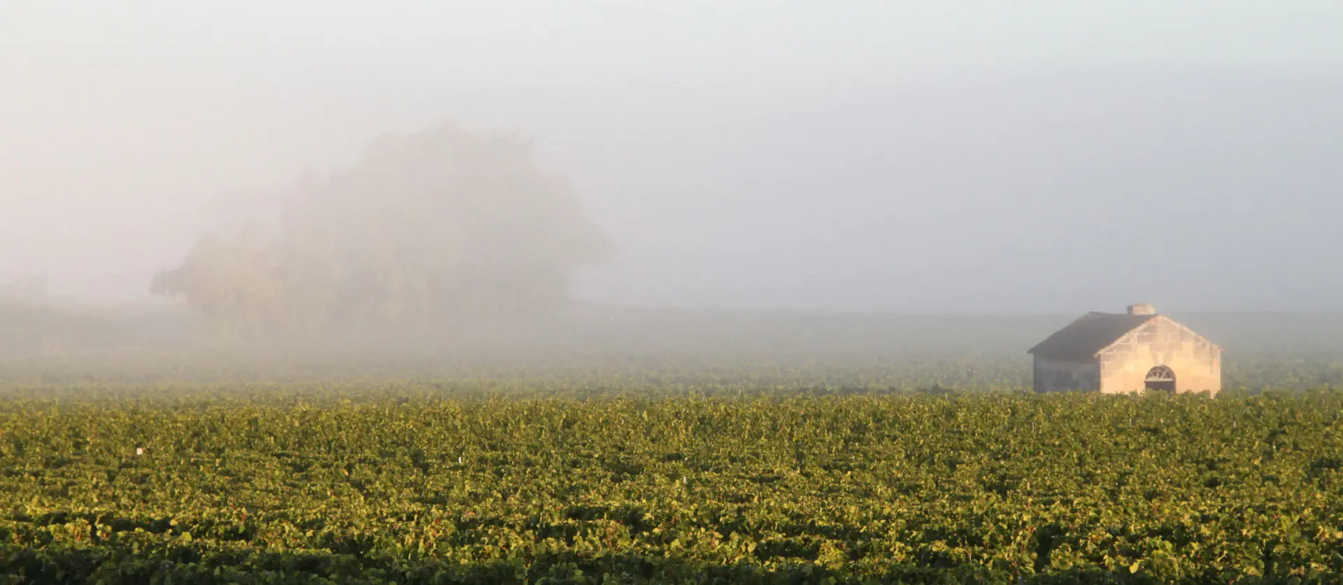 Silvestrini vineyard since 1958<span> Pomerol - Lussac St Emilion - Montagne St Emilion </span>